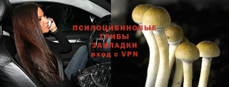 Псилоцибиновые грибы MAGIC MUSHROOMS  площадка официальный сайт  Болохово  блэк спрут ONION 